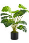 Elephant Ear Monstera - 18 Leaves