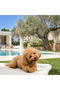 Natural Olive Tree Dog Chew Toy - Special Production Preserved in Olive Oil S Size Chew - 7