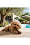 Natural Olive Tree Dog Chew Toy - Special Production Preserved in Olive Oil S Size Chew - 6