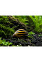 Zebra Nerite Salyangoz (2 Adet)
