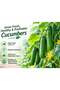 Al-Rael Hybrid F1 Cucumber Seeds - High Germination Premium Quality - 3