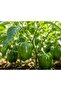 Al-Raei Premium Sweet Pepper (Green Bell Pepper) Hybrid F1 Seeds, High Yield, Non-GMO - 4