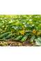 Al-Rael Hybrid F1 Cucumber Seeds - High Germination Premium Quality - 5
