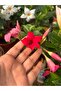 Mandevilla 3 renk - 3