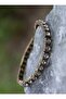 Zircon Bracelet - Bronze Color - - 2