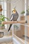 Natural Wooden Bird Perch 22 cm X 20 mm Screw-In Cage Accessory - 2