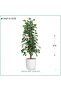Last Home | Tree Fix White Plastic Tub - 2