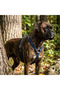 Genuine Leather Navy Blue Dog Chest Harness and Leash Set - Luxury Adjustable Pet Vest