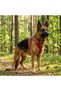 Genuine Leather Red Dog Harness and Leash Set - Luxury Pet Vest and Harness - 4