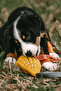 Mango Dog Toy with Natural Rubber Treat Container - Yellow - 2