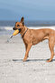 Mango Dog Toy with Natural Rubber Treat Container - Yellow - 5