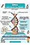 Do-It-Yourself 3-Dimensional 72-Piece Dna Model Making Educational Tutorial Project and Experiment Making Kits - 2