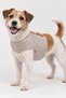 Reflective Softshell Air Mesh Adjustable Dog Chest Harness