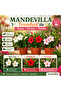 Mandevilla 3 renk