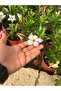 Mandevilla 3 renk - 4