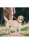 Reflective Dog Collar with Soft Neoprene Padding, Metal D-Ring and Adjustable Length, Premium Nylon Material (Color: Baby Pink) - 5