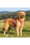 Genuine Leather Pink Dog Collar and Leash Set - Luxury Pet Vest