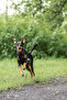Dog Training Toy Fun Ball That Can Float - Orange - 2
