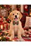 Plaid Green Dog Bow Tie - Cat Bow Tie (1-50kg) - 3
