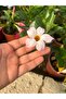 Mandevilla 3 renk - 2