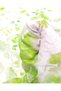 Thin Crinkle Voile Soft Fabric in White and Green Colors for Shirts & Dresses Width: 140cm - 5