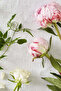 Peony Hand and Body Cream - 250 ml - 2