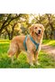 Genuine Leather Blue Dog Collar and Leash Set - Luxury Pet Vest - 3