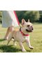Reflective Dog Collar with Soft Neoprene Padding, Metal D-Ring and Adjustable Length, Premium Nylon Material (Color: Red) - 5