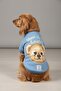 Miniş How Do I Look Blue Teddy Small Dog Cotton Sweatshirt
