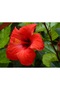 Set of 3, Red Tea Hibiscus Seeds, Hibiscus, Okra Flower, Mecca Rose, Kerkede, Aromatic Hibiscus and Perlite and Vermiculite - 6