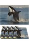 Killer Whale Linen Placemats Set of 4 Washable Placemats Premium Solid Table Placemats for Dining Ta