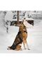 حزام سحب للكلاب (مقاس M، اسود) لتمرين زلاجات الكلاب،Dog Pulling Harness Adjustable Sleds Pro Harness - 5