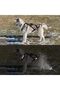 حزام سحب للكلاب (مقاس M، اسود) لتمرين زلاجات الكلاب،Dog Pulling Harness Adjustable Sleds Pro Harness - 7