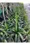Avize Çiçeği (Yucca) - 4