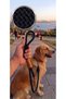 Dog Walking Leash - Black - 120cm
