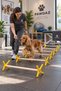 Cavaletti Exercise Obstacle for Dogs and Cats, 4 Levels - 3