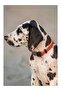 Reflective Dog Collar Adjustable Cliclock 19 mm - 2