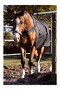 Halifax 2in1 200g Outdoor Horse Blanket - 2
