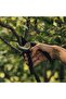Garden shears Solid P321, 21 cm, Bypass - 5