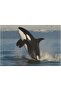 Killer Whale Linen Placemats Set of 4 Washable Placemats Premium Solid Table Placemats for Dining Ta - 5