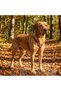 Genuine Leather Brown Dog Harness - Luxury Adjustable Pet Vest