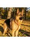 Genuine Leather Brown Dog Harness - Luxury Adjustable Pet Vest - 4