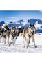 حزام سحب للكلاب (مقاس M، اسود) لتمرين زلاجات الكلاب،Dog Pulling Harness Adjustable Sleds Pro Harness - 4