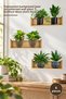 6 Pieces of Plant Design Adhesive Stickers with Shelves – Transparent Background Laser Cut Patterned Wall Glass Furniture Decor Plant Decal