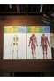 3D Human Body Anatomy and Skeleton Model 29 Parts Detailed Design 20cm Educational Toy - 7