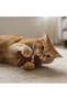 4 Pieces of Sound Biscuit Man Biting Toy – Soft Durable Biting Toy, Sound Chew Toy, Dog and Cat Toy, Home and Garden Use - 5