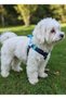 Dog Chest Harness Adjustable for Small & Small Breeds, Blue with Paw Pattern on the Collar Cord