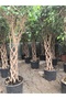 Örgülü benjamin ficus - 3