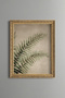 Botanical Fern Leaves - Vintage Patterned Painting - Fine Model