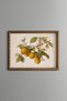 Oranges on the Branch - Vintage Patterned Painting - Fine Model